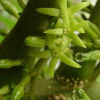 Vasconcellea pubescens A.DC.